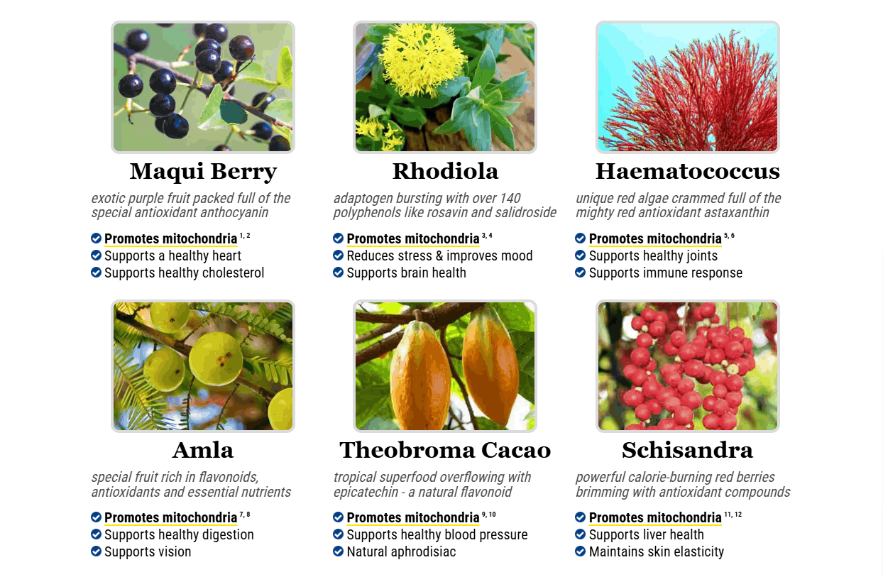 Mitolyn™ -Ingredients